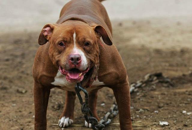 最新奥迪A4值得入手吗?新手必看的八大核心问题解析 最新奥迪A4值得入手吗?新手必看的八大核心问题解析