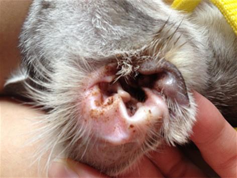 猫咪吐棕色液体是不是要立刻送医? 猫咪吐棕色液体是不是要立刻送医?