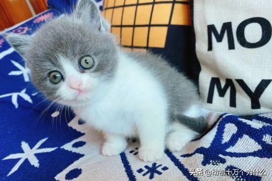 猫咪偷吃花生米会中毒吗？