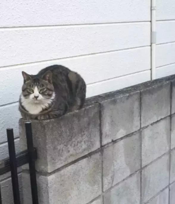 你家猫主子是不是总霸占窗台晒太阳? 你家猫主子是不是总霸占窗台晒太阳?