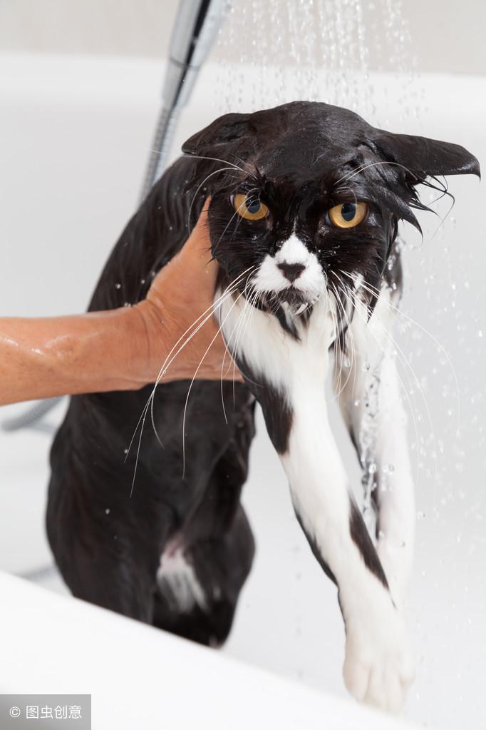 猫咪突然秃毛还掉皮屑?这可能是要命的真菌感染! 猫咪突然秃毛还掉皮屑?这可能是要命的真菌感染!