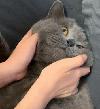 猫咪突然吐虫怎么办？新手必看救命指南