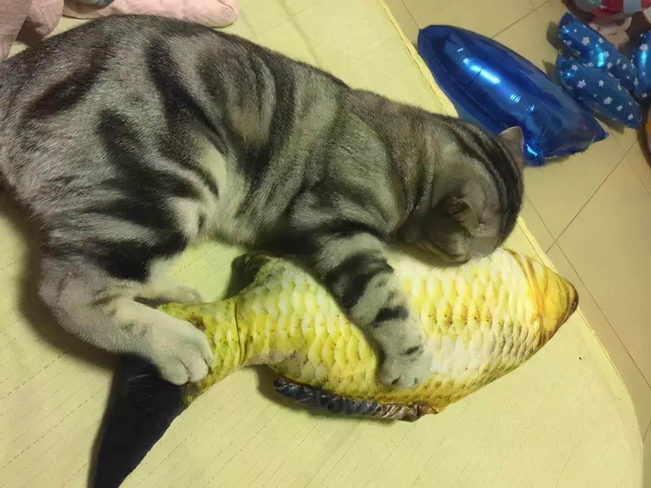 你家猫咪真的把你当家人了吗? 你家猫咪真的把你当家人了吗?