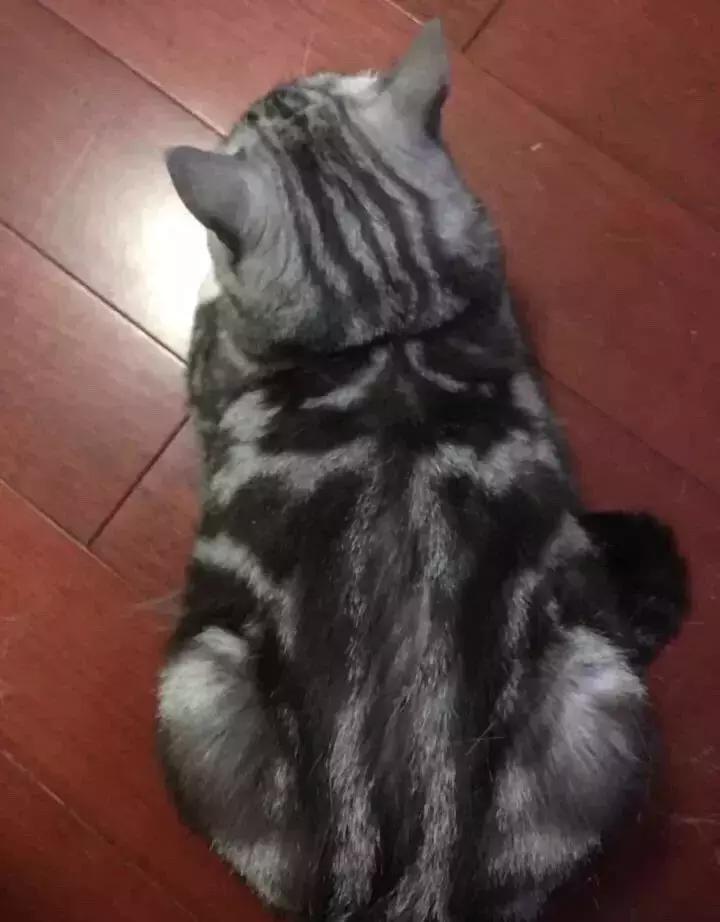 猫咪鼻子突然变黑是得了绝症吗? 猫咪鼻子突然变黑是得了绝症吗?