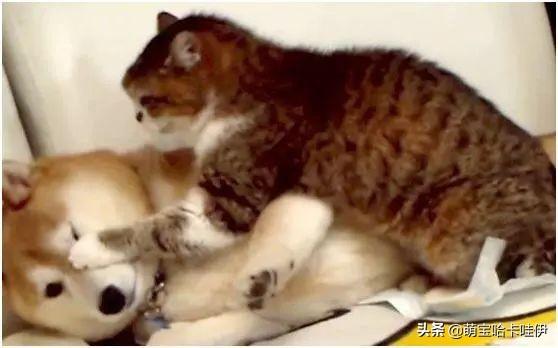 你家猫主子最爱听什么声音？