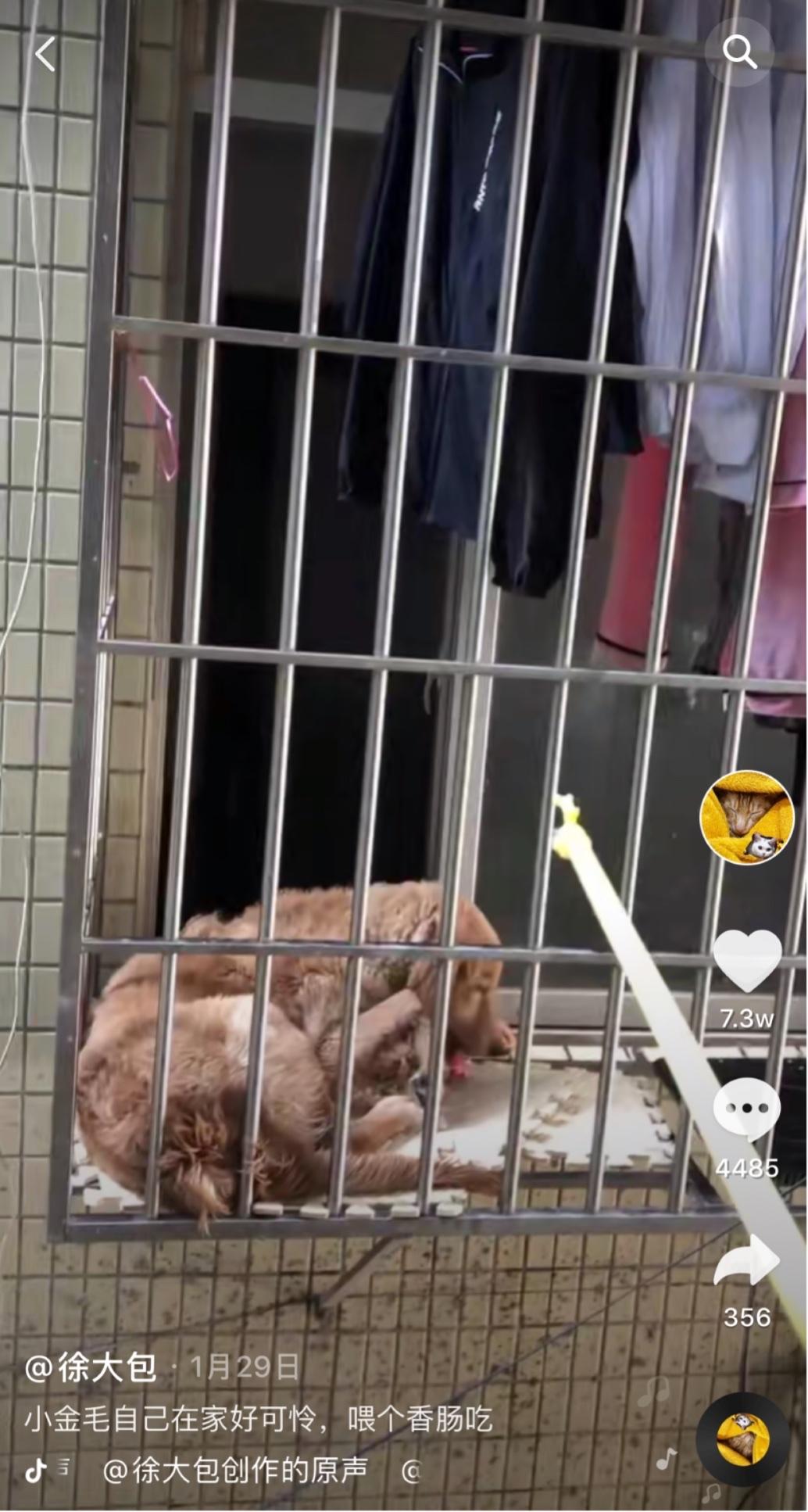 养猫真的像抖音里那么简单吗？