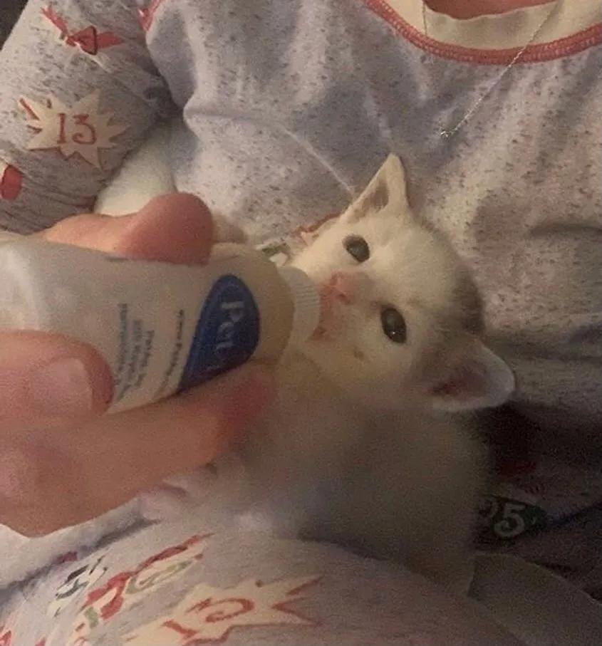 猫咪驱虫后马上洗澡会出事吗? 猫咪驱虫后马上洗澡会出事吗?