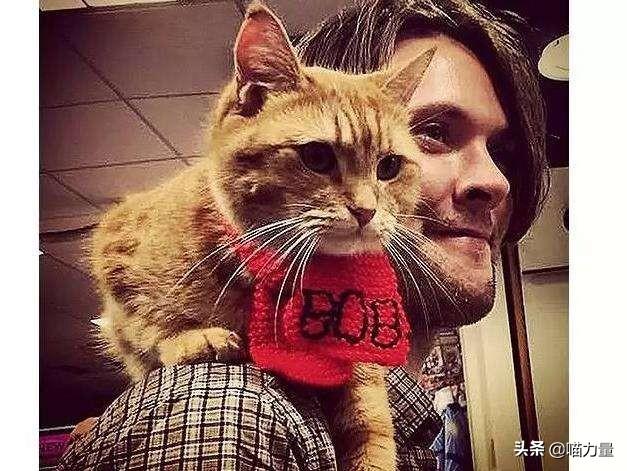 猫咪生宝宝到底要煎熬多久？