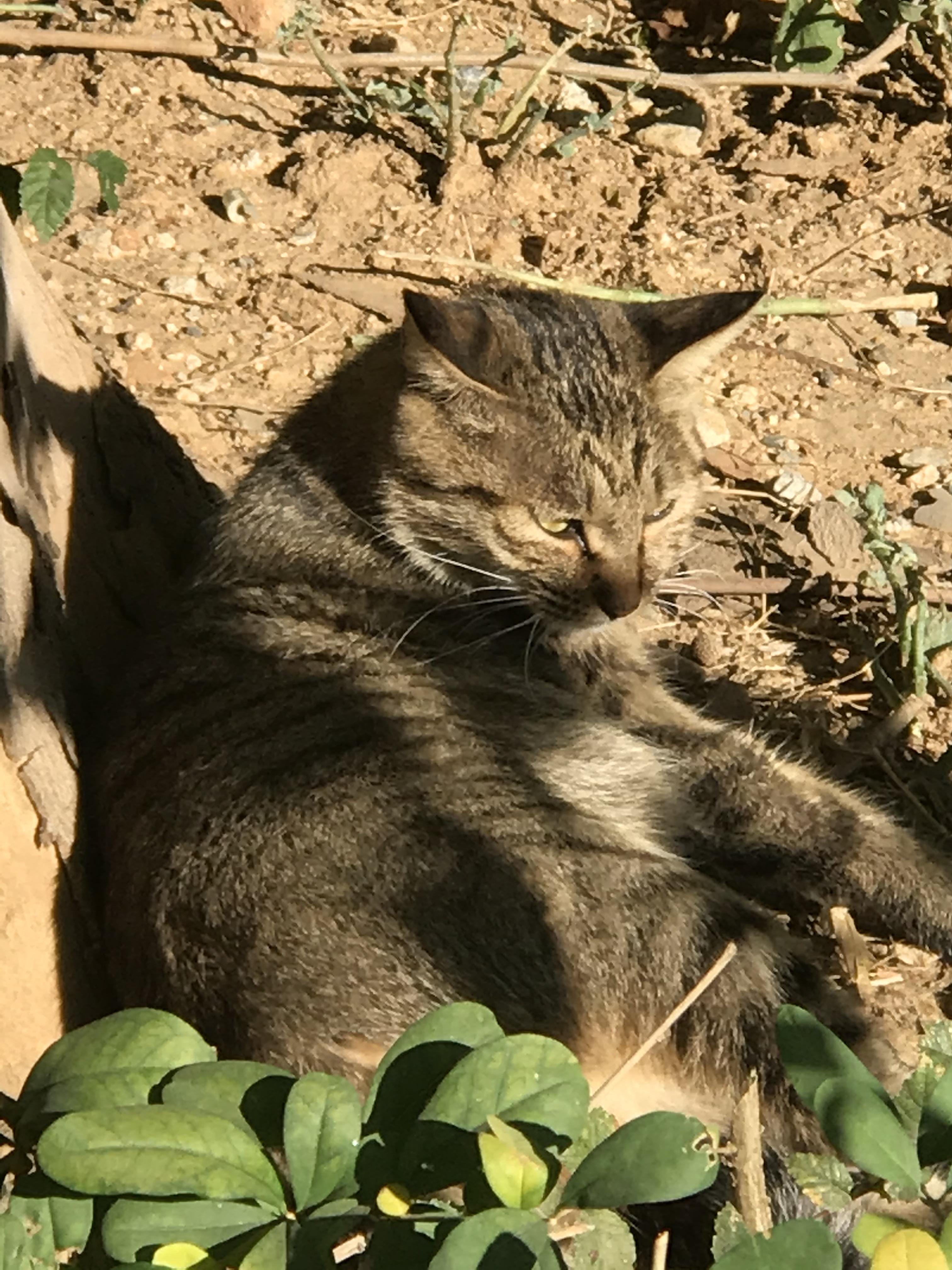 给猫咪做流产手术到底靠不靠谱？