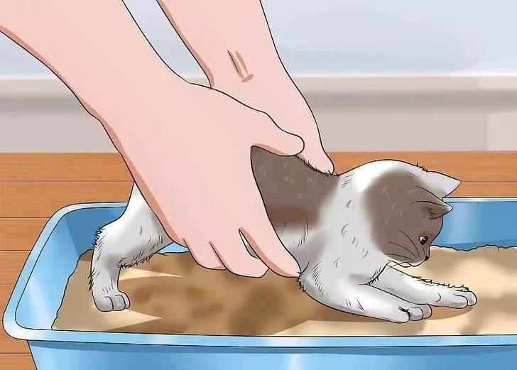 猫咪吐白水会不会突然死掉？