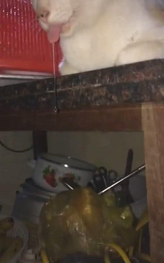 梦见怀孕的猫咪暗示着什么意思？