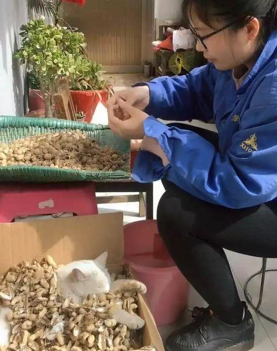 给猫喂花生会不会要了它的命? 给猫喂花生会不会要了它的命?