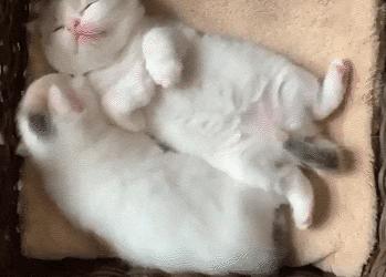 路边捡到的小奶猫怎样才能找到好人家？