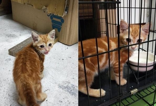 你家猫主子满一岁就能当妈了? 你家猫主子满一岁就能当妈了?