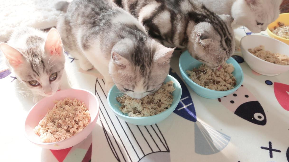 你家主子为啥总在偷吃？