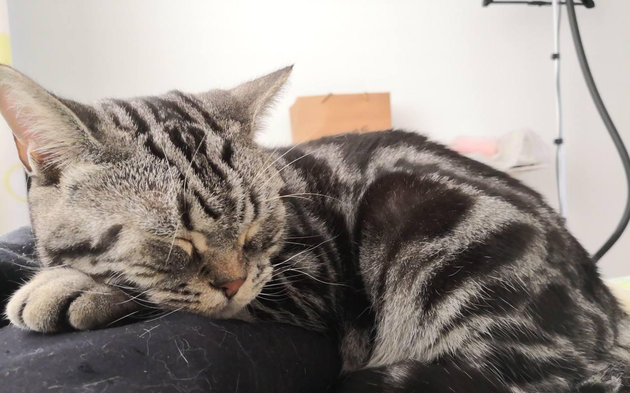 新手养猫到底该不该跟风混 猫咪网络 ? 新手养猫到底该不该跟风混 猫咪网络 ?