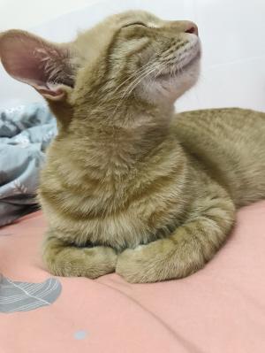 揭秘经典道家典籍《老子》中最精髓的五大哲理