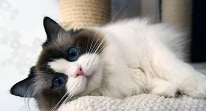 猫咪不停打喷嚏会要命吗？