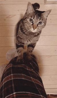 为什么我家猫从来不撒娇？