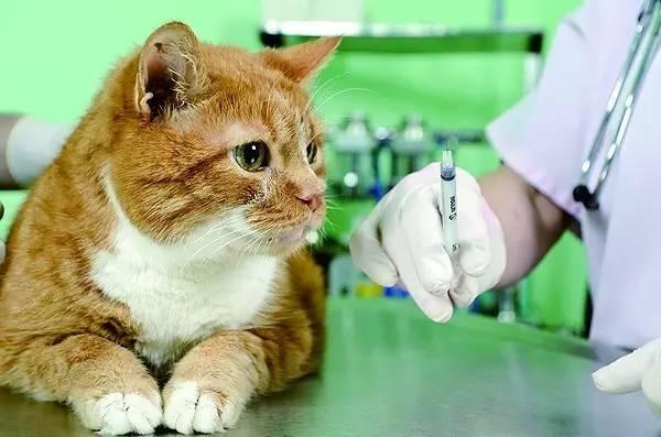 猫咪拉完屎为啥要拿去化验？