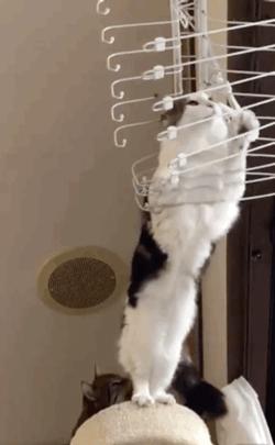 猫咪拉出白色面条状物体是怎么回事？