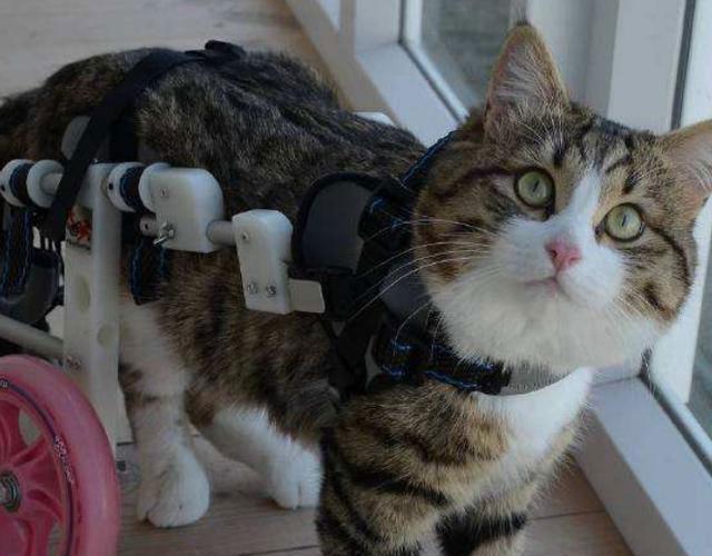 猫咪耳朵流脓就是中耳炎吗？