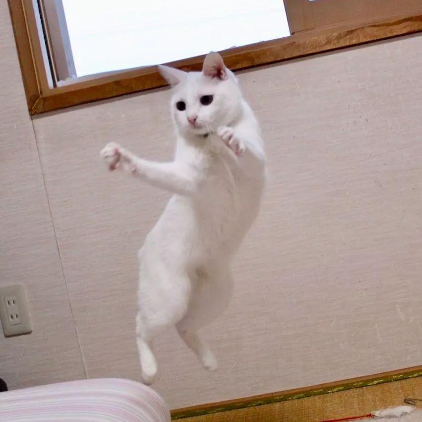 梦见哑巴说话预示什么？2025年双子座职业转型破解指南