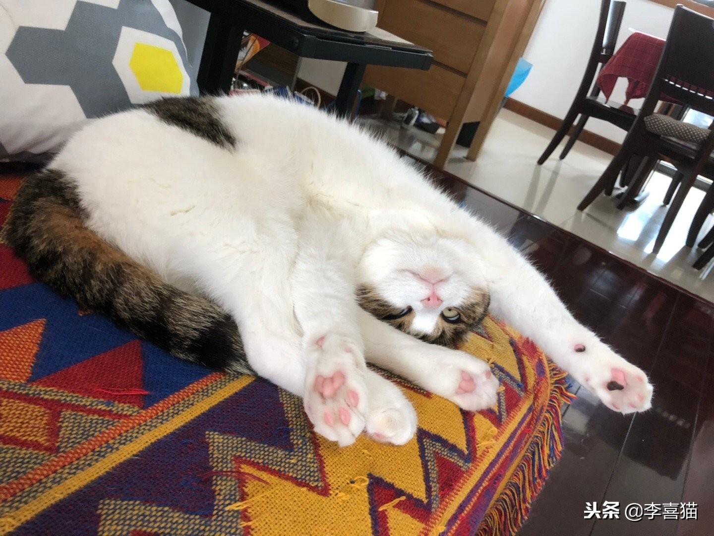 猫咪的睡姿真的能暴露小心思吗? 猫咪的睡姿真的能暴露小心思吗?