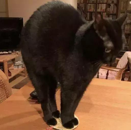 西班牙踢塞尔维亚会爆冷吗? 西班牙踢塞尔维亚会爆冷吗?