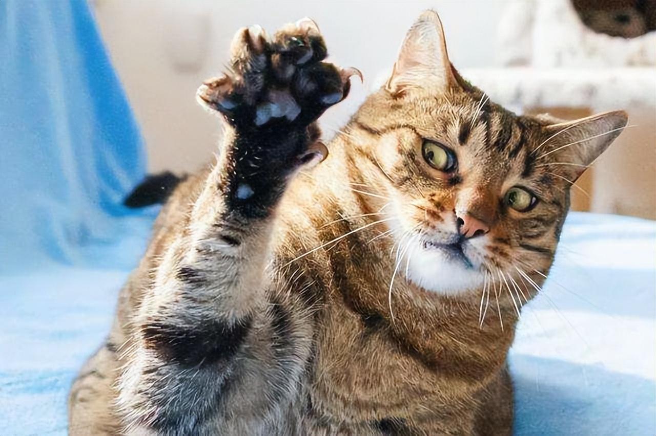 荣昊这武将到底值不值得练？