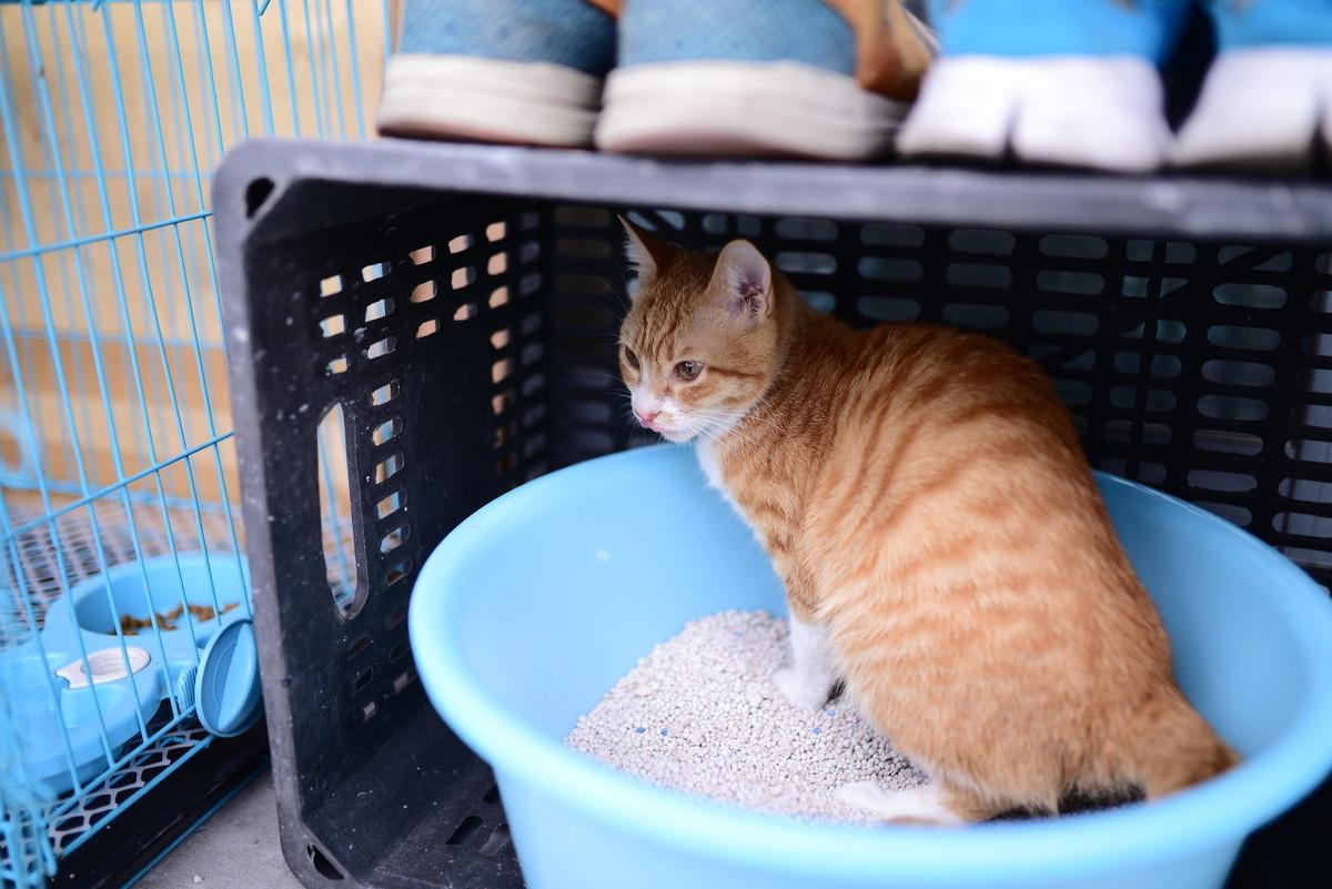 猫咪总往猫砂盆跑是怎么回事？