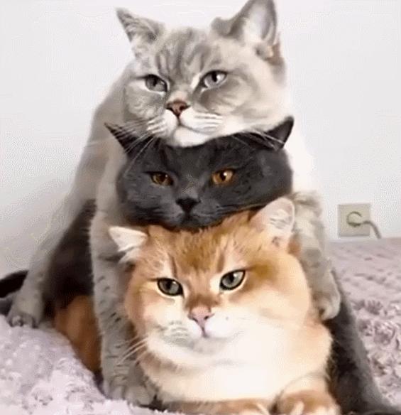 新手怎么快速找到猫咪社区app官网？在线撸猫会不会被骗？