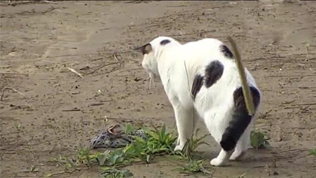 带猫坐高铁会被乘务员拦下吗？