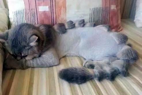 给猫咪剃毛到底要花多少钱? 给猫咪剃毛到底要花多少钱?