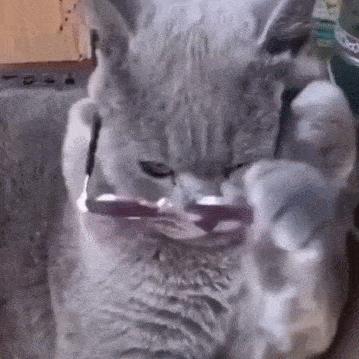 刚接回家的猫咪整夜嚎叫到底要干嘛？