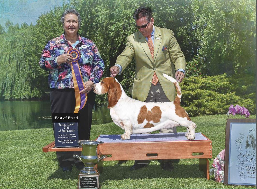 你家猫咪疯狂挠痒？小心这可能是猫藓警报！