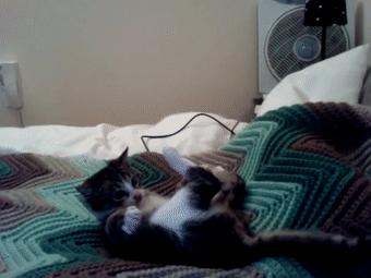 成为公职律师的条件：政治素养与职业资格限制详细解析