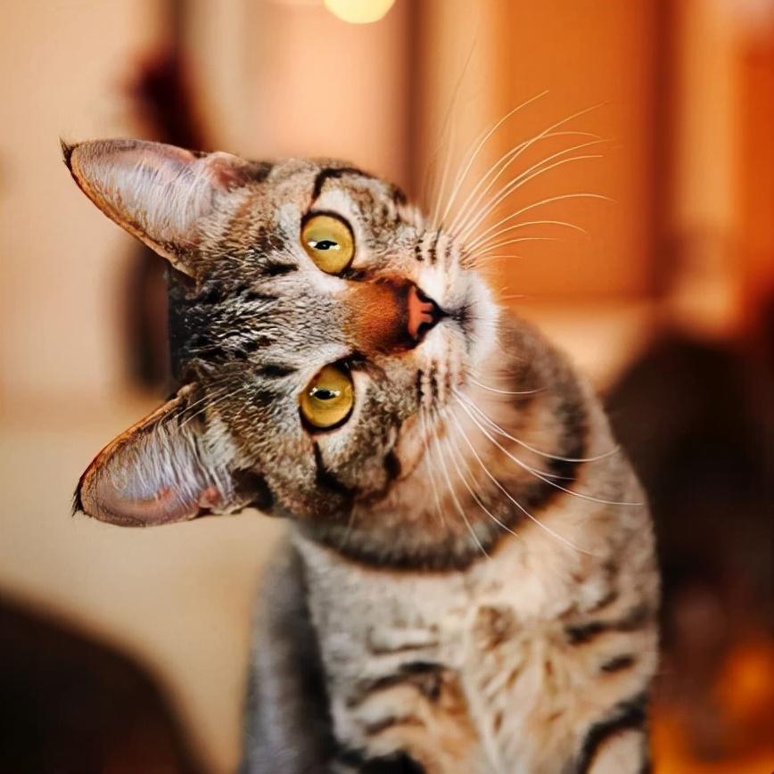 猫咪歪头真的只是卖萌吗？