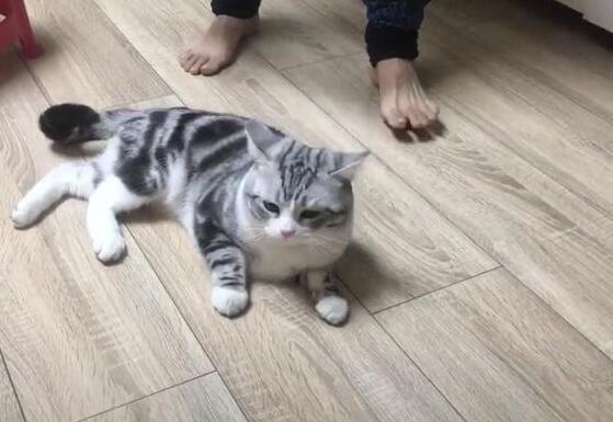 你家猫主子为啥总跟塑料袋过瘾似的狂舔? 你家猫主子为啥总跟塑料袋过瘾似的狂舔?