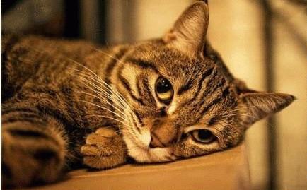 猫咪的 咪 字到底怎么写才对？