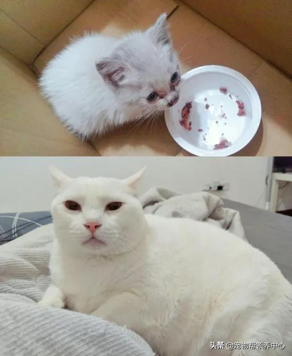 你家猫主子为啥总半夜嗷嗷叫？