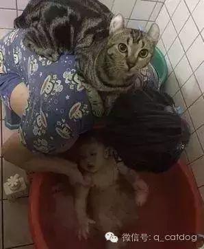 梦见小猫赖着你不走?这预示着什么? 梦见小猫赖着你不走?这预示着什么?