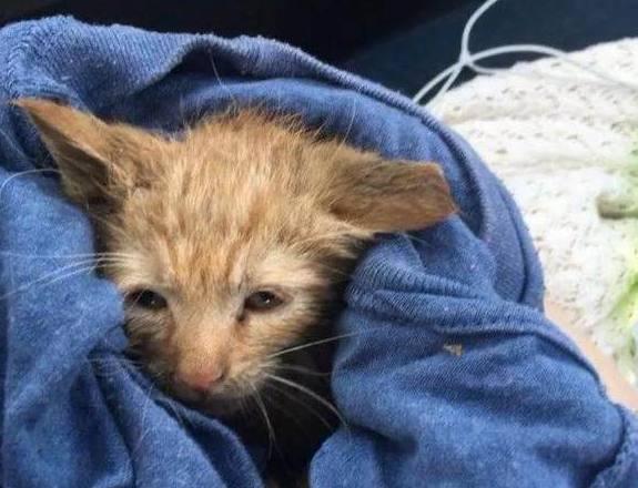 小奶猫的叫声到底在表达什么? 小奶猫的叫声到底在表达什么?