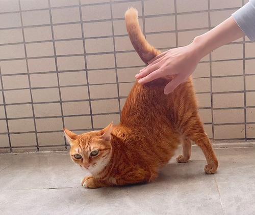 华泰B11多少钱能入手，这款车性价比如何，适合哪些人买