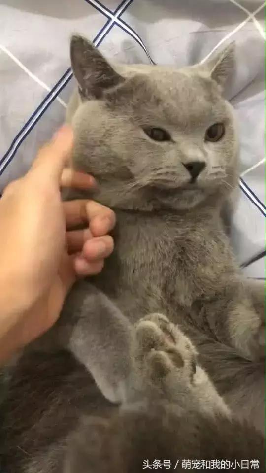 猫咪翻译器在线真的能听懂猫语吗？