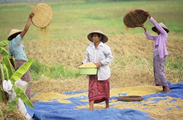 印度尼西亚华人历史_印度尼西亚华人挑战与坚持_印度华人多吗知乎