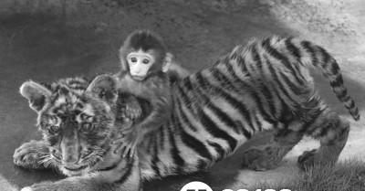 威名四方的生肖到底是哪个? 威名四方的生肖到底是哪个?