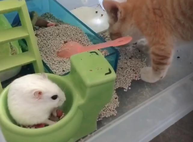 猫咪短视频官网怎么玩才能快速涨粉？