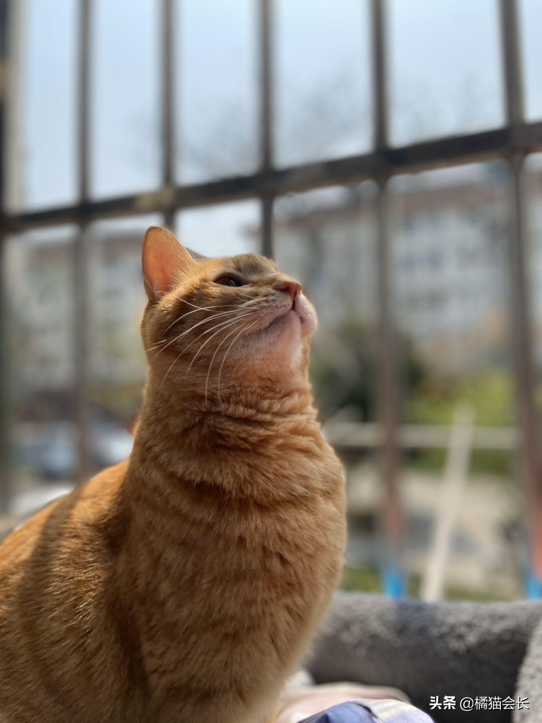 猫咪着凉呕吐必须立刻送医吗？