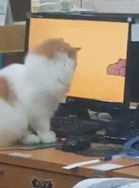 猫咪偷啃玉米棒是饿疯了吗？